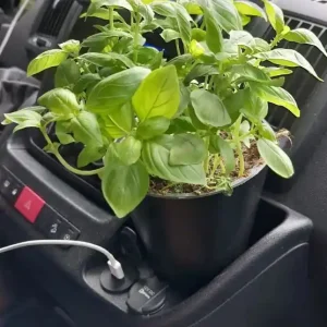 Expressversand Camperflower Cockpit Gadget