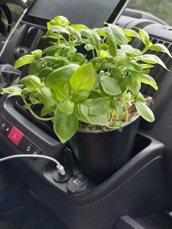 Expressversand Camperflower Cockpit Gadget